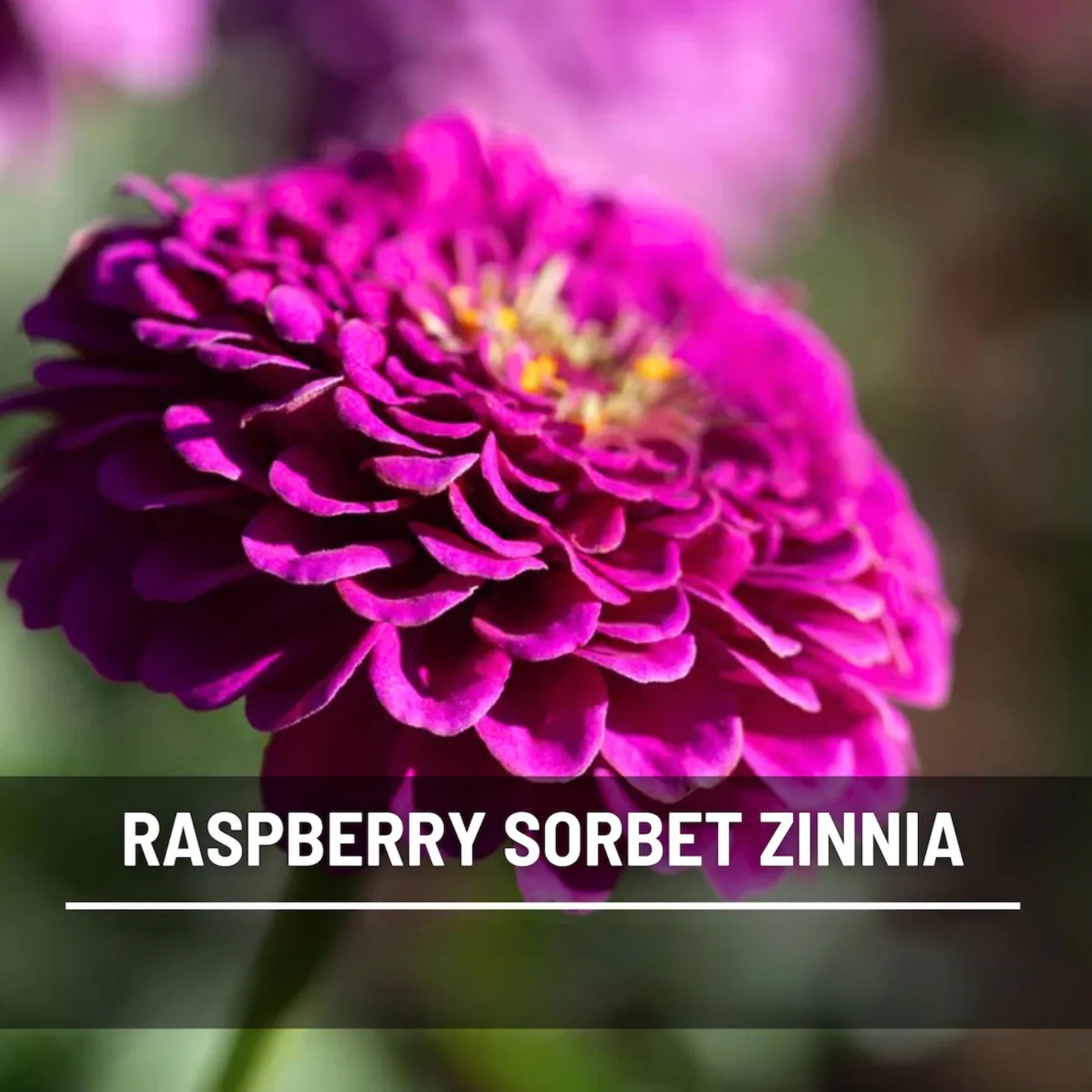  Raspberry Sorbet Zinnia Seeds – Heirloom Double Blooms, Easy to Grow (100 Seeds) 