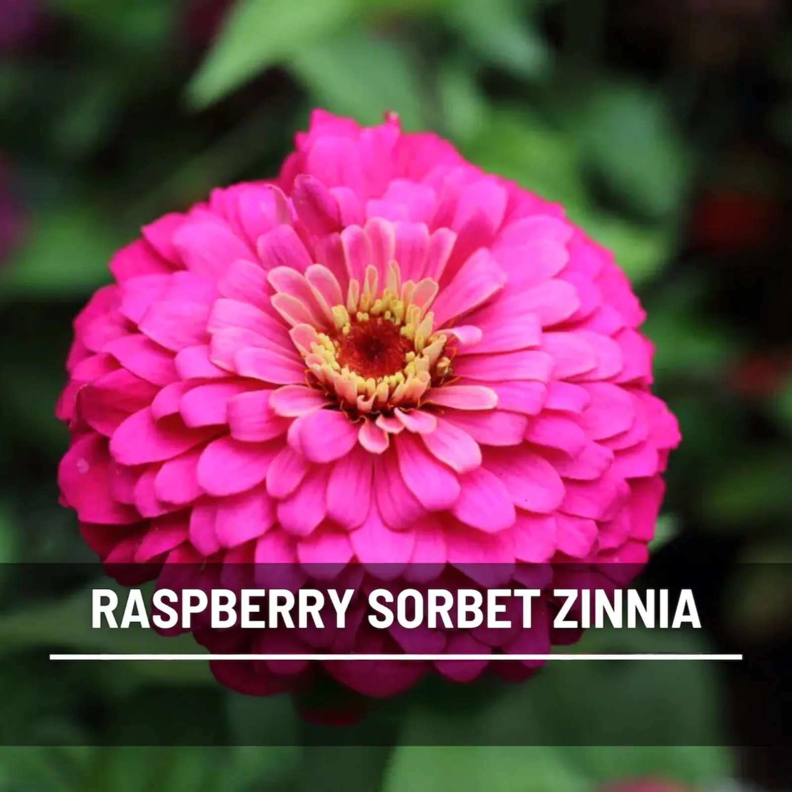 Raspberry Sorbet Zinnia Seeds – Heirloom Double Blooms, Easy to Grow (100 Seeds) 