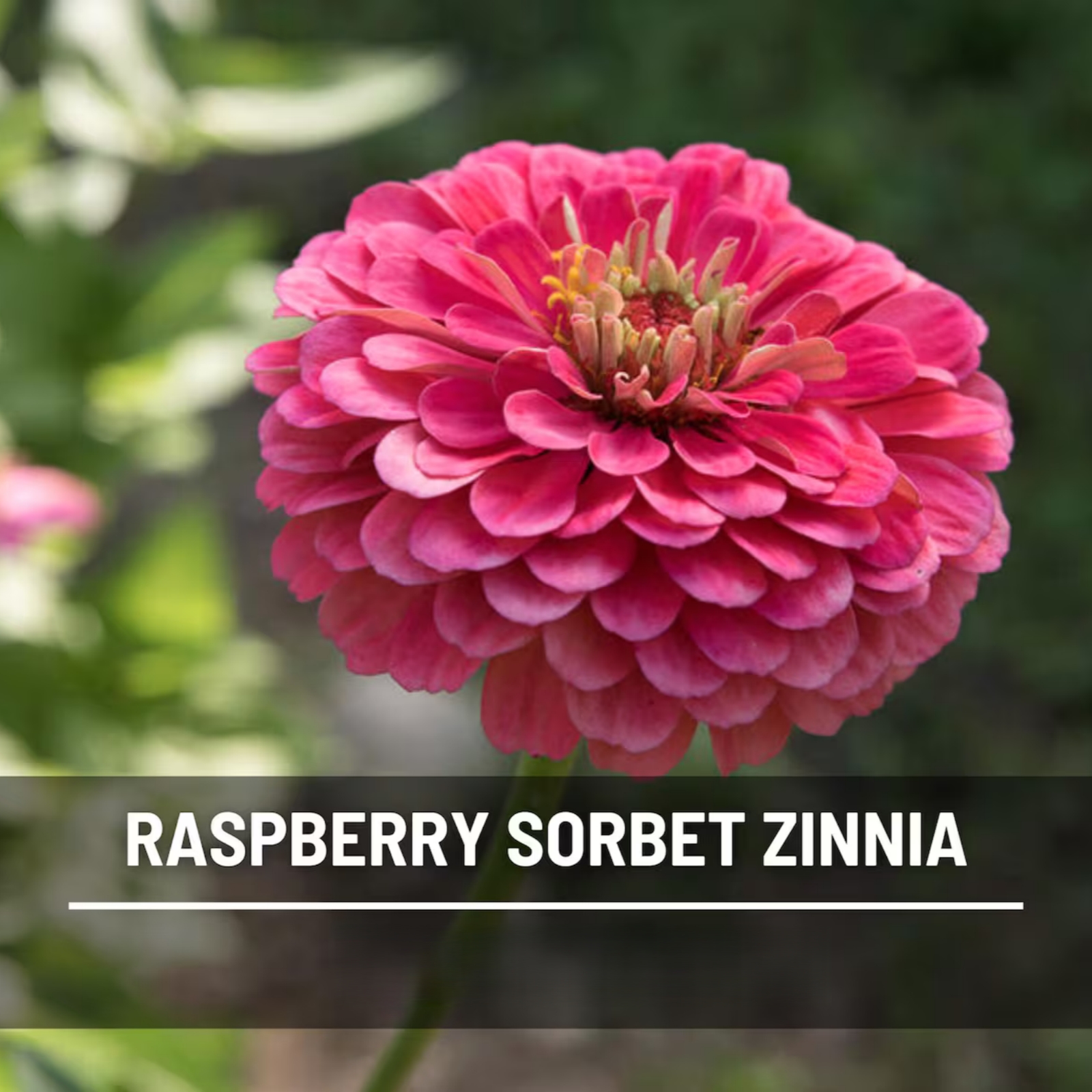  Raspberry Sorbet Zinnia Seeds – Heirloom Double Blooms, Easy to Grow (100 Seeds) 