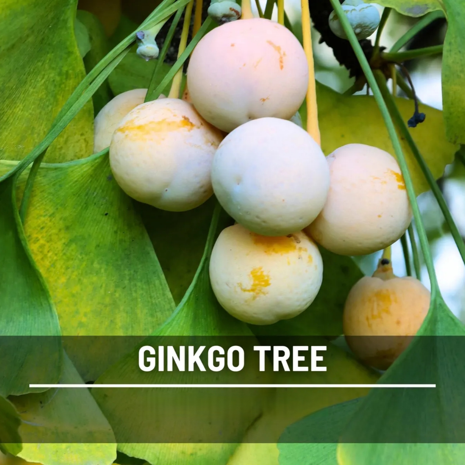  Gingko Biloba Tree Seeds – Heirloom Maidenhair tree, Spectacular Foliage (5 Seeds) 