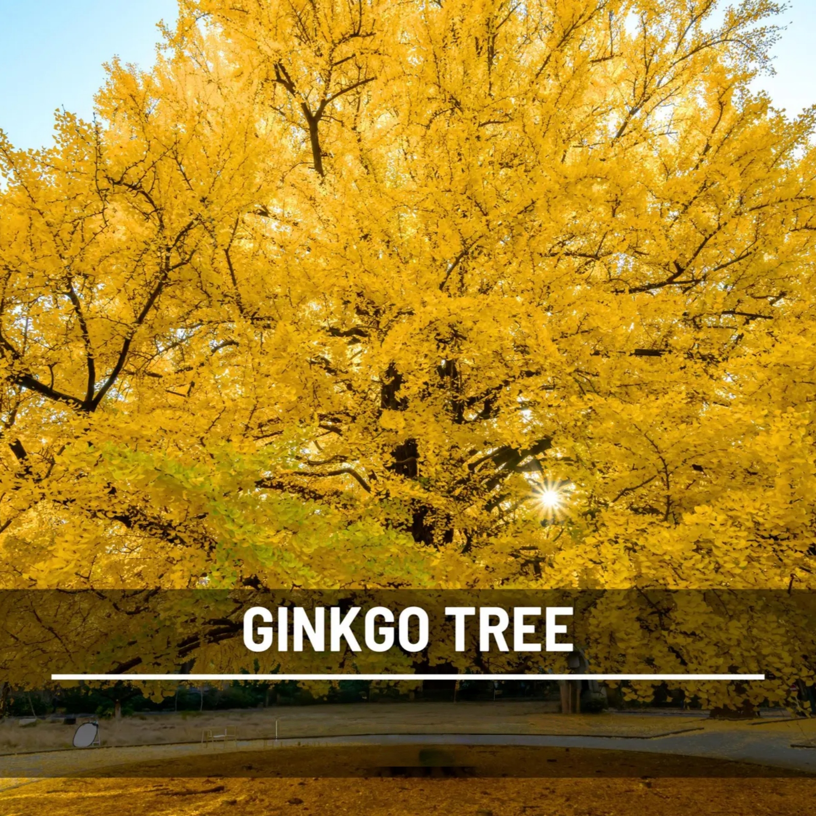  Gingko Biloba Tree Seeds – Heirloom Maidenhair tree, Spectacular Foliage (5 Seeds) 