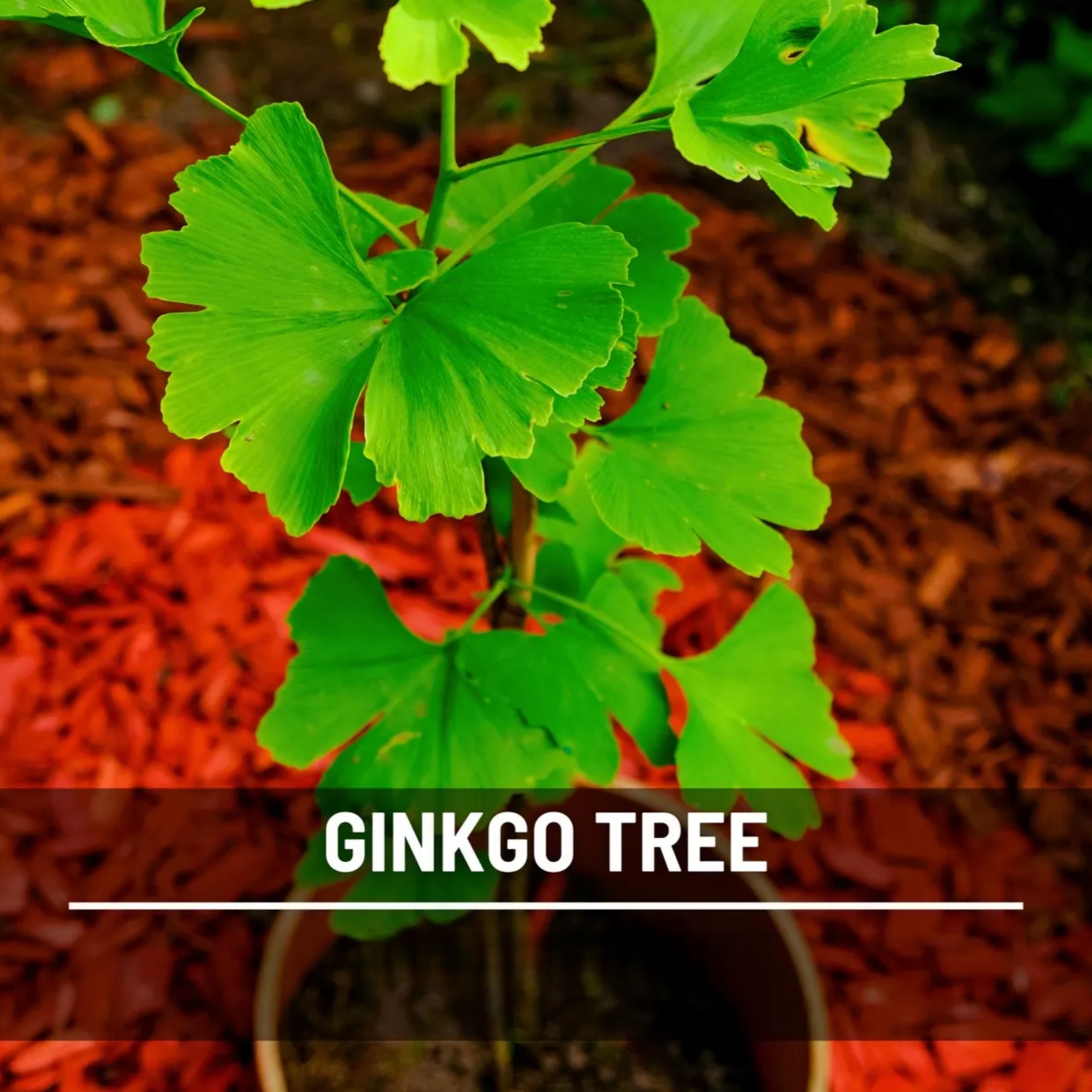  Gingko Biloba Tree Seeds – Heirloom Maidenhair tree, Spectacular Foliage (5 Seeds) 