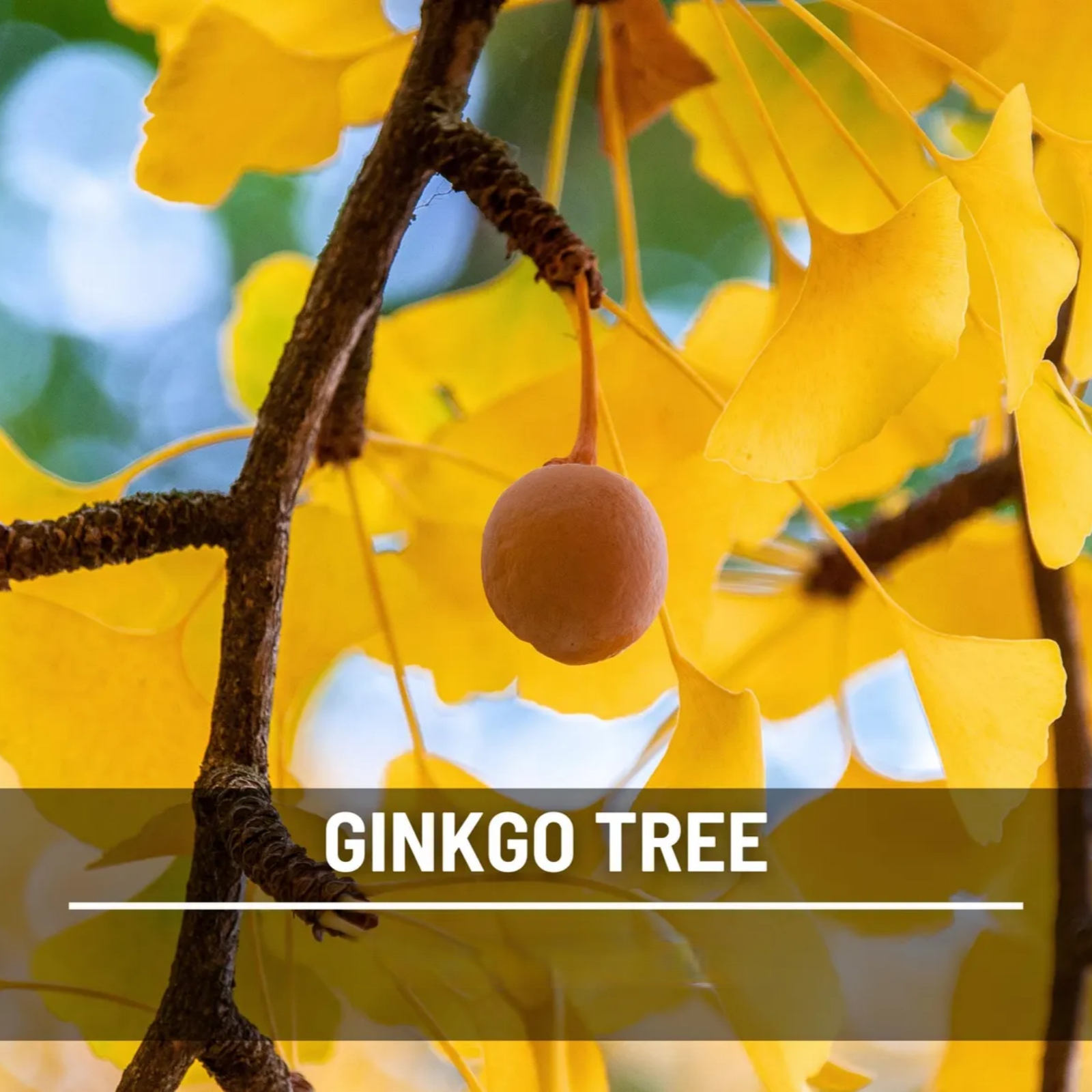  Gingko Biloba Tree Seeds – Heirloom Maidenhair tree, Spectacular Foliage (5 Seeds) 