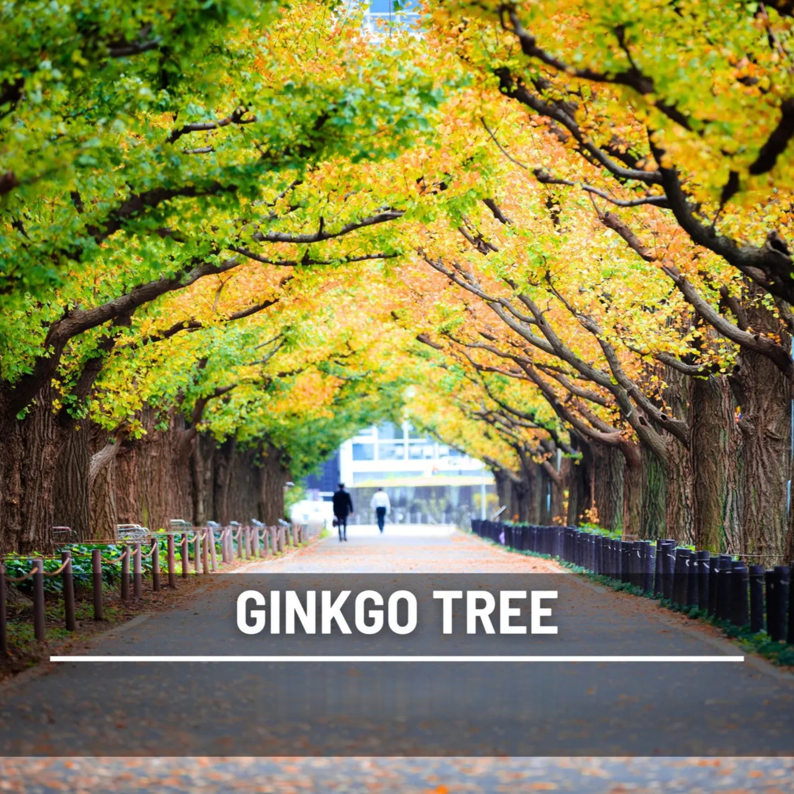  Gingko Biloba Tree Seeds – Heirloom Maidenhair tree, Spectacular Foliage (5 Seeds) 