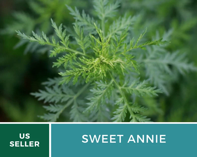 Sweet Annie Herb Seeds – Heirloom Artemisia, Aromatic Foliage for Crafts (50 Seeds)
