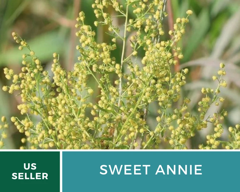 Sweet Annie Herb Seeds – Heirloom Artemisia, Aromatic Foliage for Crafts (50 Seeds)