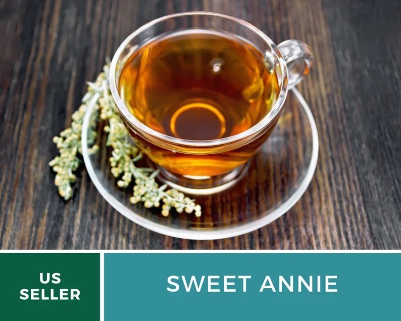 Sweet Annie Herb Seeds – Heirloom Artemisia, Aromatic Foliage for Crafts (50 Seeds)