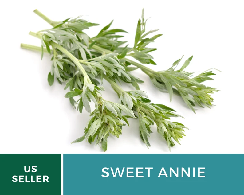 Sweet Annie Herb Seeds – Heirloom Artemisia, Aromatic Foliage for Crafts (50 Seeds)