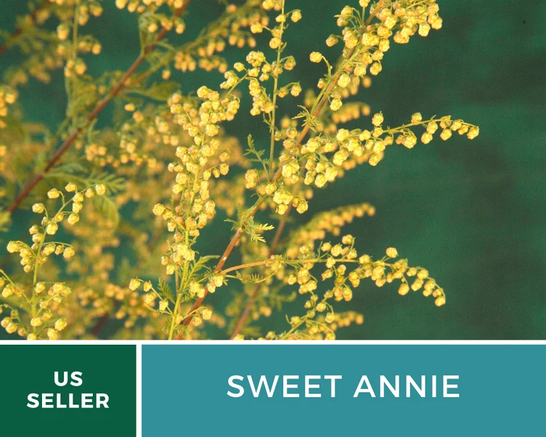 Sweet Annie Herb Seeds – Heirloom Artemisia, Aromatic Foliage for Crafts (50 Seeds)