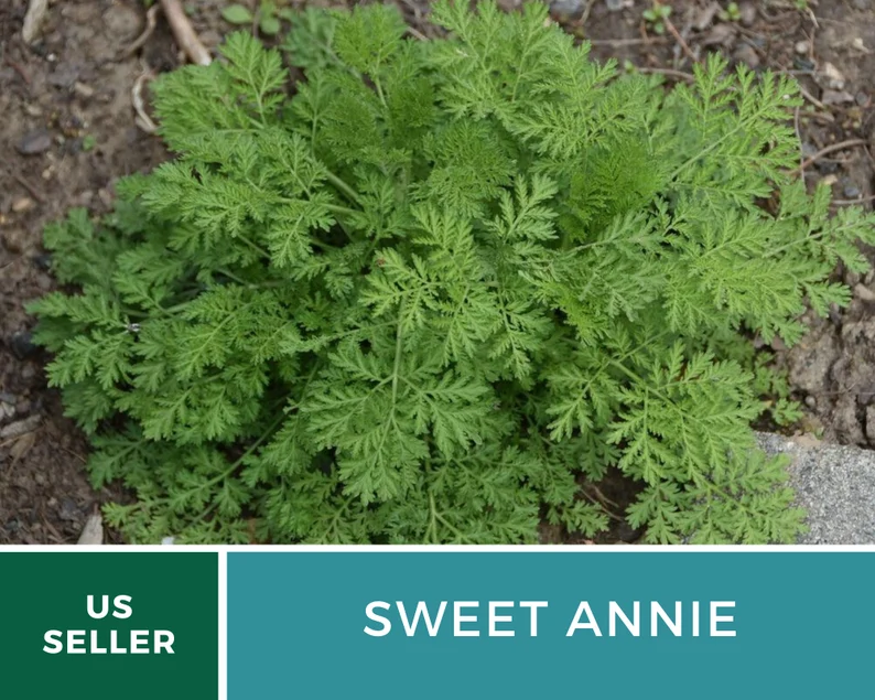 Sweet Annie Herb Seeds – Heirloom Artemisia, Aromatic Foliage for Crafts (50 Seeds)