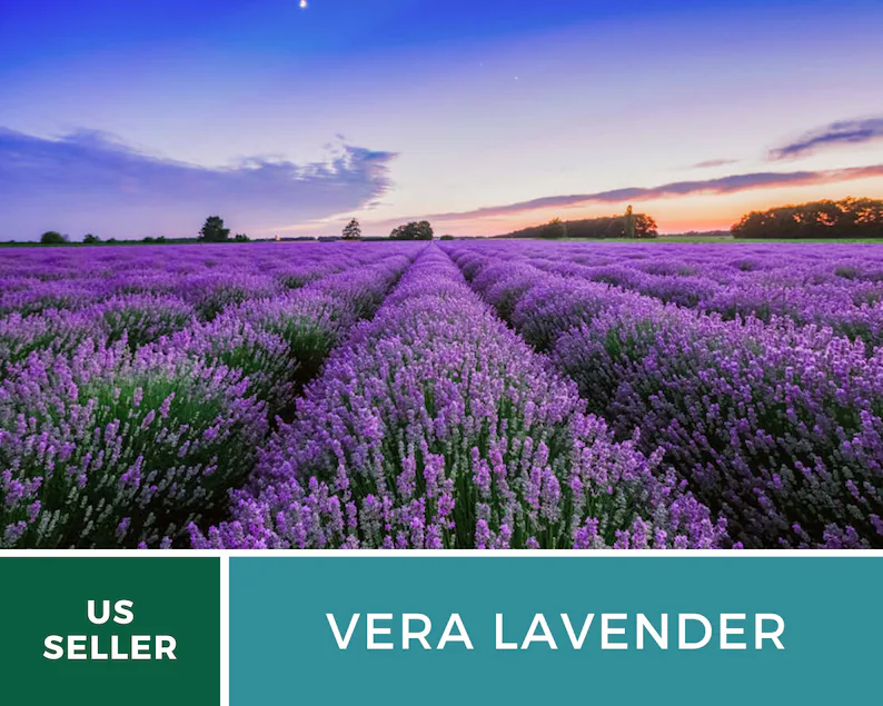 Vera Lavender Seeds – Heirloom English Lavender, Culinary & Medicinal Herb (100 Seeds) 