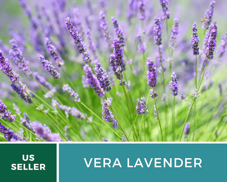 Vera Lavender Seeds – Heirloom English Lavender, Culinary & Medicinal Herb (100 Seeds) 