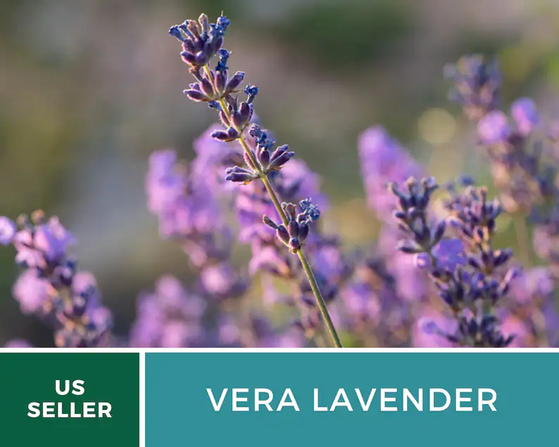 Vera Lavender Seeds – Heirloom English Lavender, Culinary & Medicinal Herb (100 Seeds) 