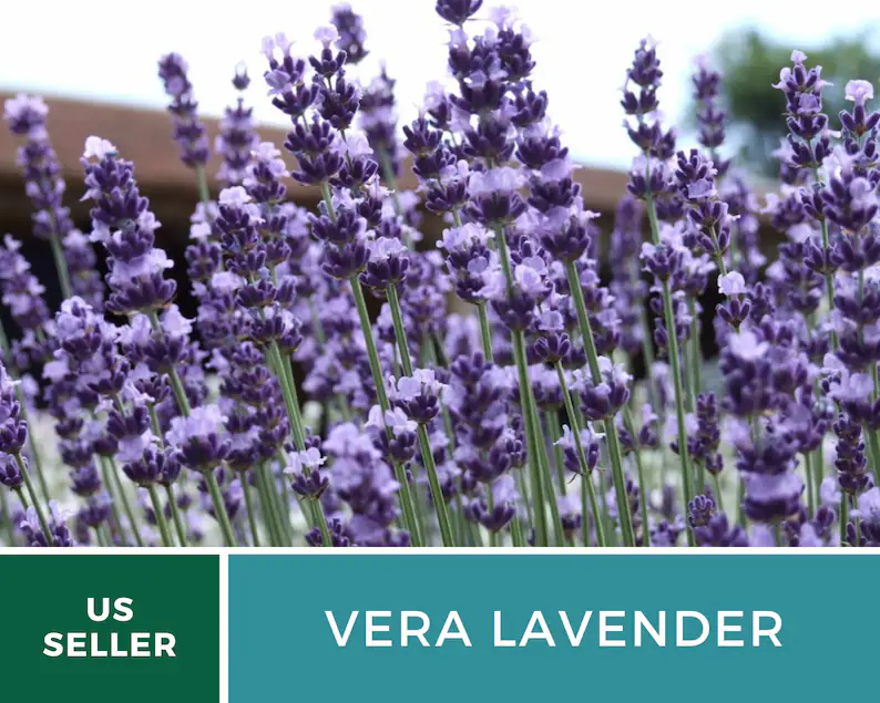 Vera Lavender Seeds – Heirloom English Lavender, Culinary & Medicinal Herb (100 Seeds) 