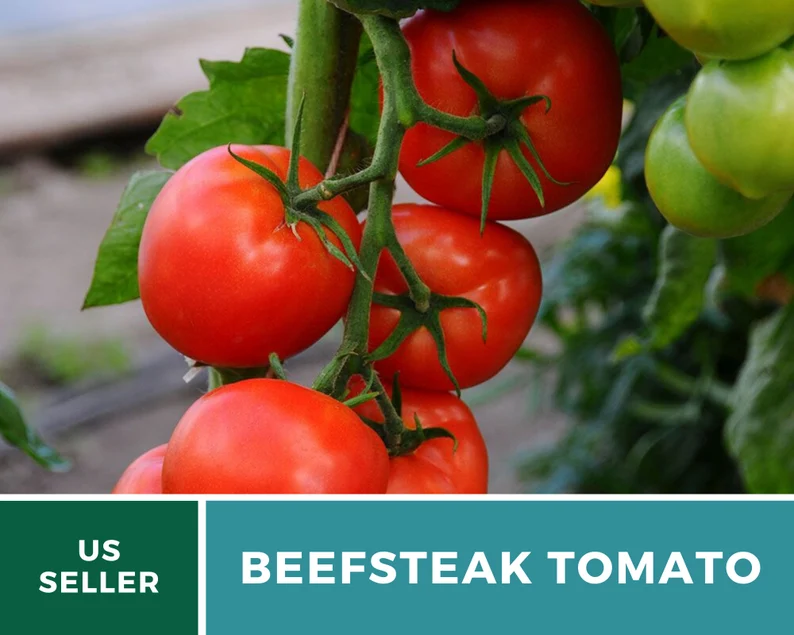 Beefsteak Tomato Seeds – Heirloom, Indeterminate, Large Meaty Slicer (50 Seeds) 
