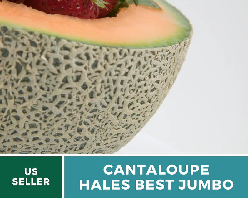 Hale's Best Jumbo Cantaloupe Seeds – Heirloom, Powdery Mildew Resistant (50 Seeds)