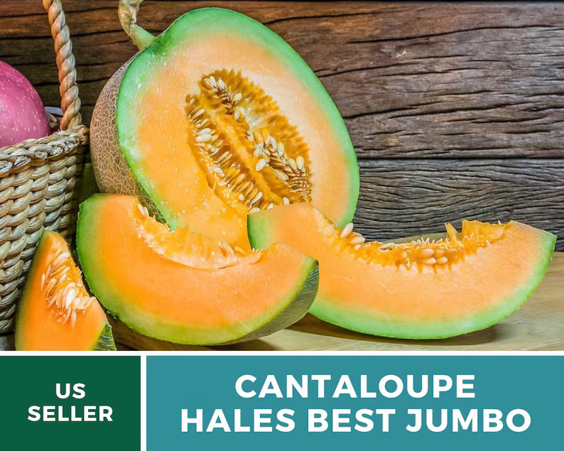 Hale's Best Jumbo Cantaloupe Seeds – Heirloom, Powdery Mildew Resistant (50 Seeds)
