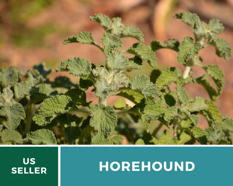 Horehound Seeds – Heirloom Culinary & Medicinal Herb, Classic for Old-Fashioned Horehound Candy, Easy to Grow | 50 Seeds 