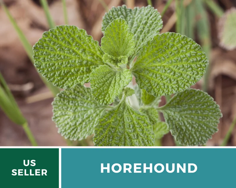 Horehound Seeds – Heirloom Culinary & Medicinal Herb, Classic for Old-Fashioned Horehound Candy, Easy to Grow | 50 Seeds 