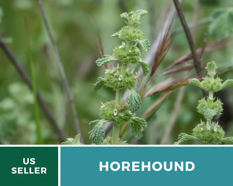 Horehound Seeds – Heirloom Culinary & Medicinal Herb, Classic for Old-Fashioned Horehound Candy, Easy to Grow | 50 Seeds 