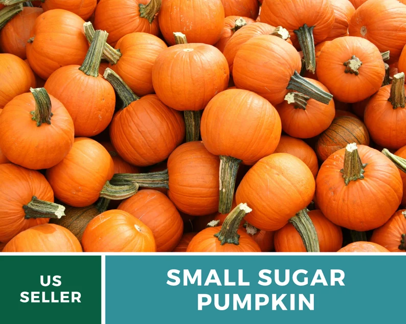 Small Sugar Pumpkin Seeds - Heirloom, Compact & Sweet, Non-GMO (15 Seeds) 