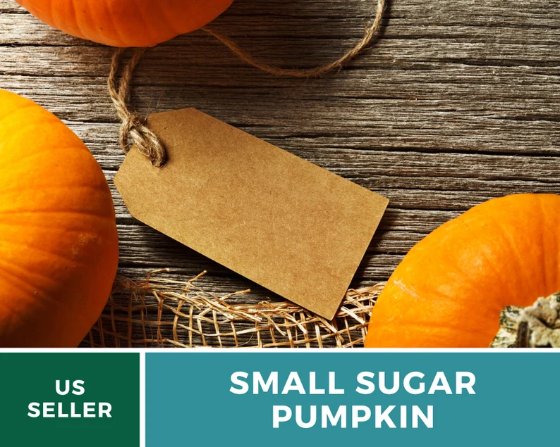 Small Sugar Pumpkin Seeds - Heirloom, Compact & Sweet, Non-GMO (15 Seeds) 