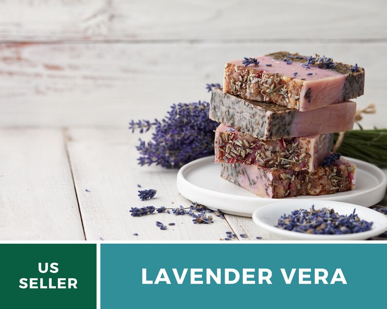 Vera Lavender Seeds – Heirloom English Lavender, Culinary & Medicinal Herb (100 Seeds) 