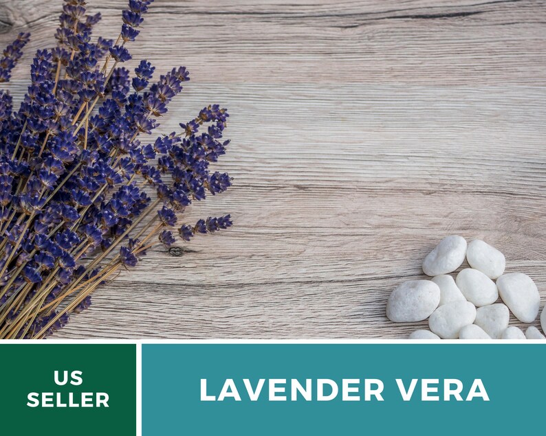 Vera Lavender Seeds – Heirloom English Lavender, Culinary & Medicinal Herb (100 Seeds) 