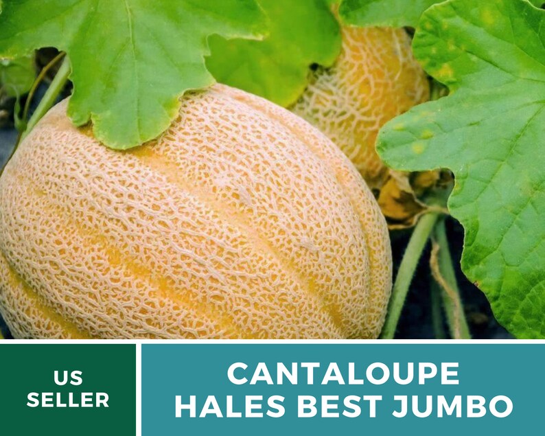 Hale's Best Jumbo Cantaloupe Seeds – Heirloom, Powdery Mildew Resistant (50 Seeds)