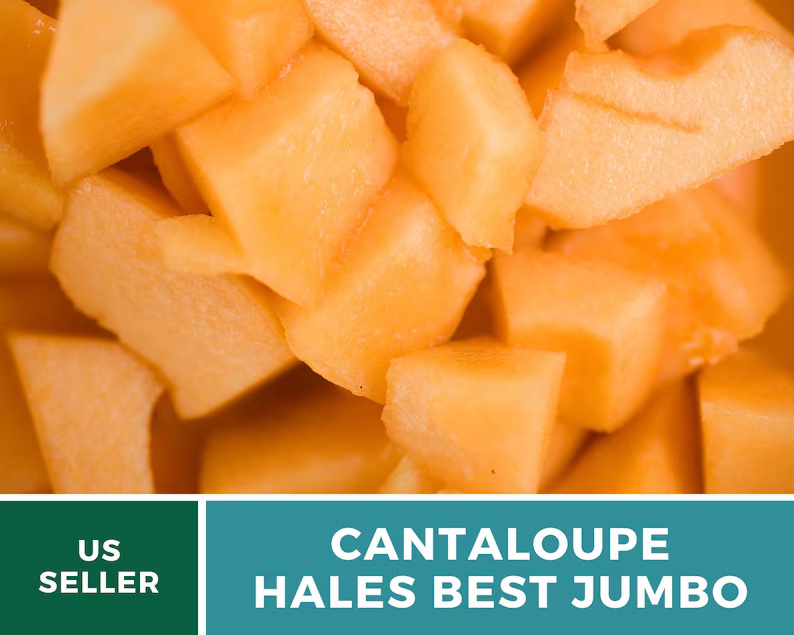 Hale's Best Jumbo Cantaloupe Seeds – Heirloom, Powdery Mildew Resistant (50 Seeds)