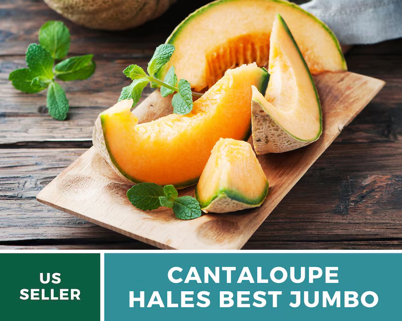 Hale's Best Jumbo Cantaloupe Seeds – Heirloom, Powdery Mildew Resistant (50 Seeds)