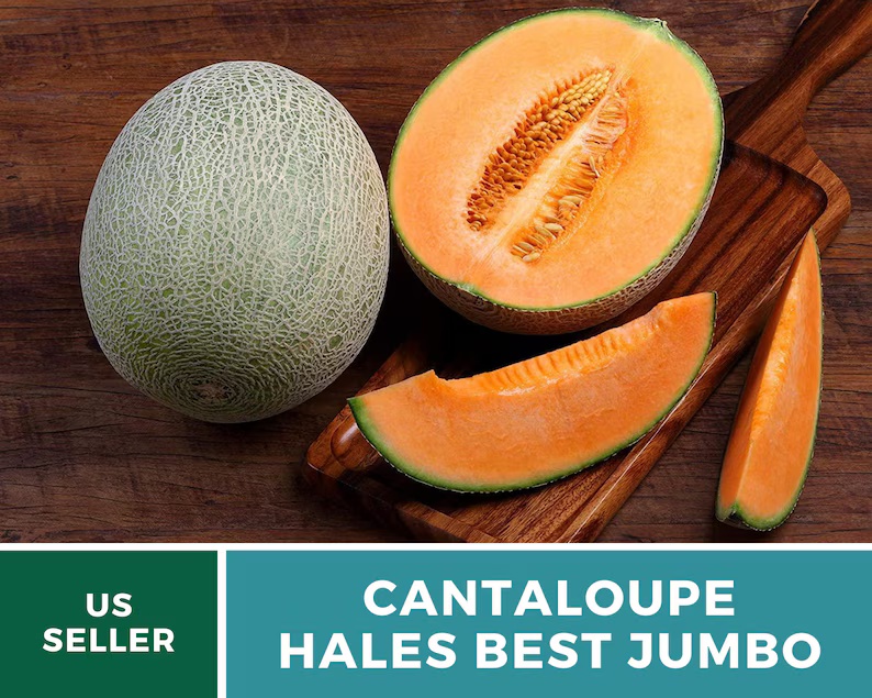Hale's Best Jumbo Cantaloupe Seeds – Heirloom, Powdery Mildew Resistant (50 Seeds)