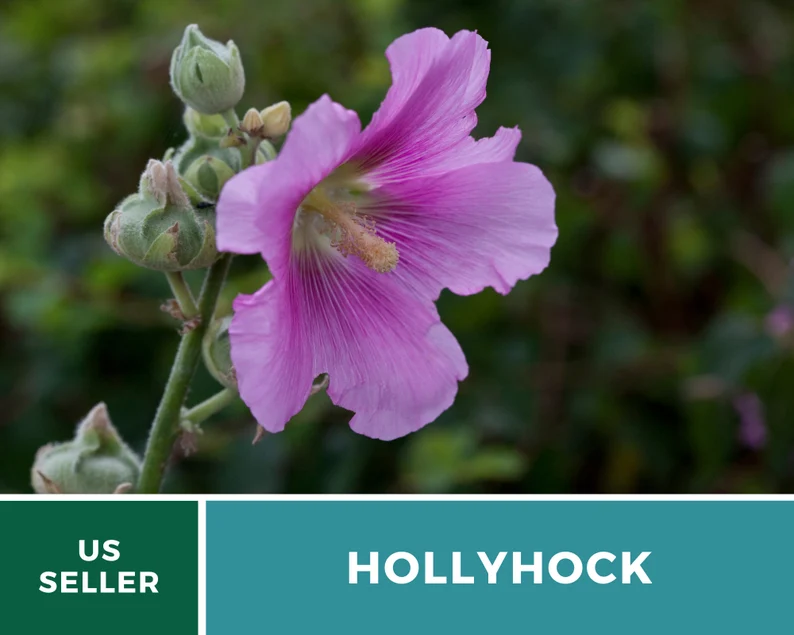 Pink Hollyhock Seeds – Heirloom Flower, Medicinal Herb, Tall Pink Blooms, Classic Cottage Garden Favorite | 25 Seeds 