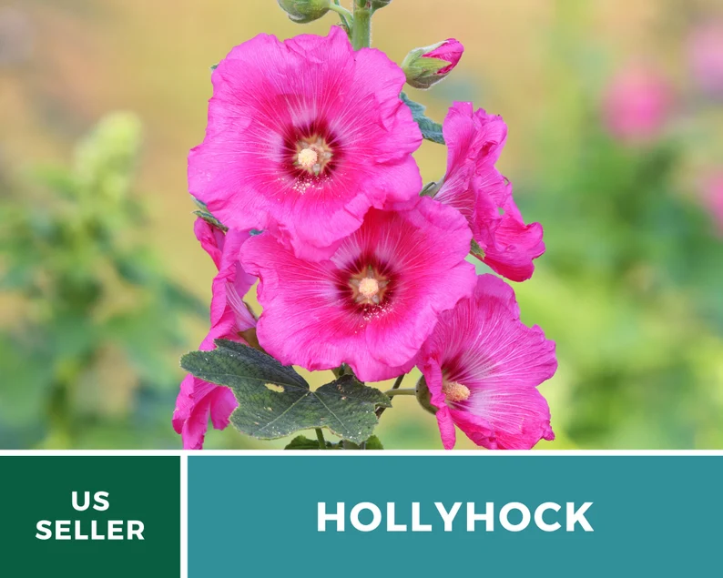 Pink Hollyhock Seeds – Heirloom Flower, Medicinal Herb, Tall Pink Blooms, Classic Cottage Garden Favorite | 25 Seeds 
