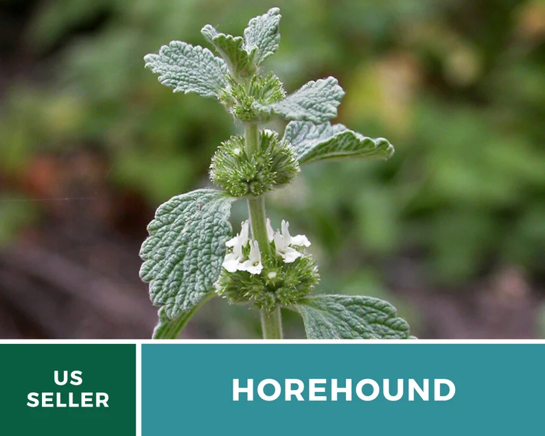 Horehound Seeds – Heirloom Culinary & Medicinal Herb, Classic for Old-Fashioned Horehound Candy, Easy to Grow | 50 Seeds 