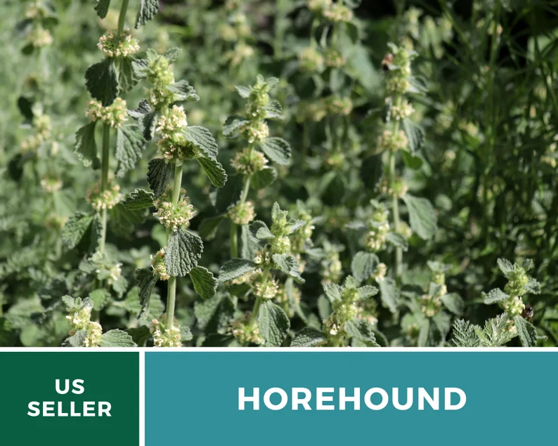 Horehound Seeds – Heirloom Culinary & Medicinal Herb, Classic for Old-Fashioned Horehound Candy, Easy to Grow | 50 Seeds 