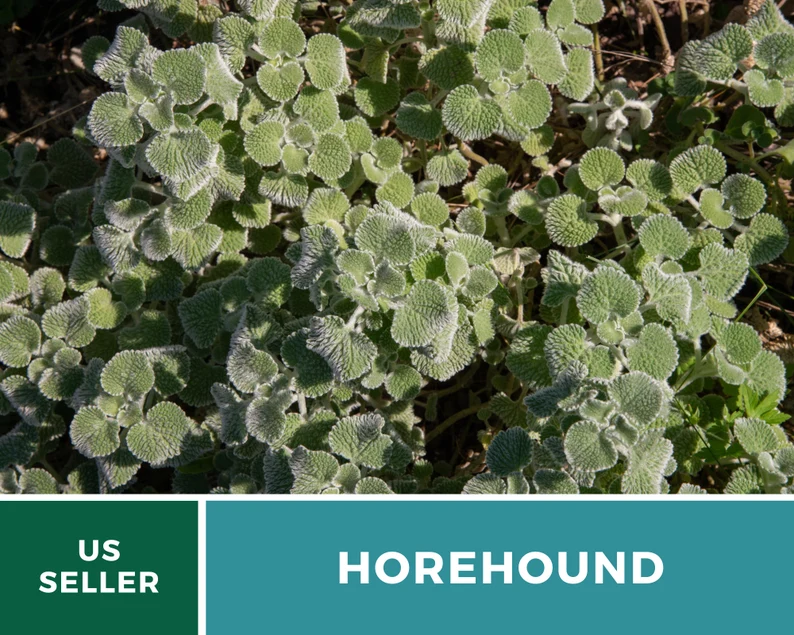 Horehound Seeds – Heirloom Culinary & Medicinal Herb, Classic for Old-Fashioned Horehound Candy, Easy to Grow | 50 Seeds 