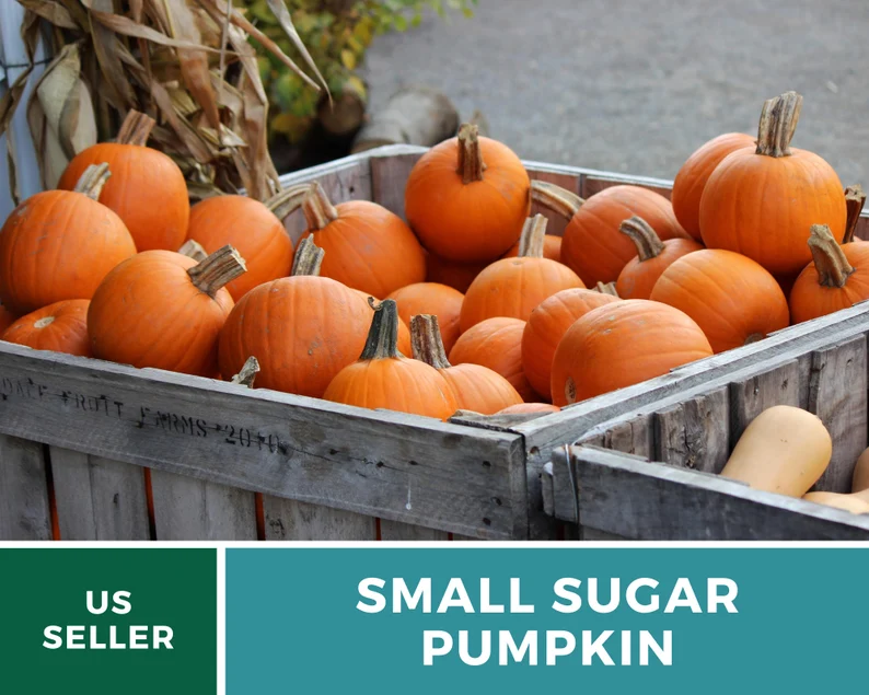 Small Sugar Pumpkin Seeds - Heirloom, Compact & Sweet, Non-GMO (15 Seeds) 