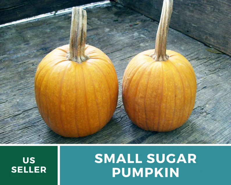 Small Sugar Pumpkin Seeds - Heirloom, Compact & Sweet, Non-GMO (15 Seeds) 