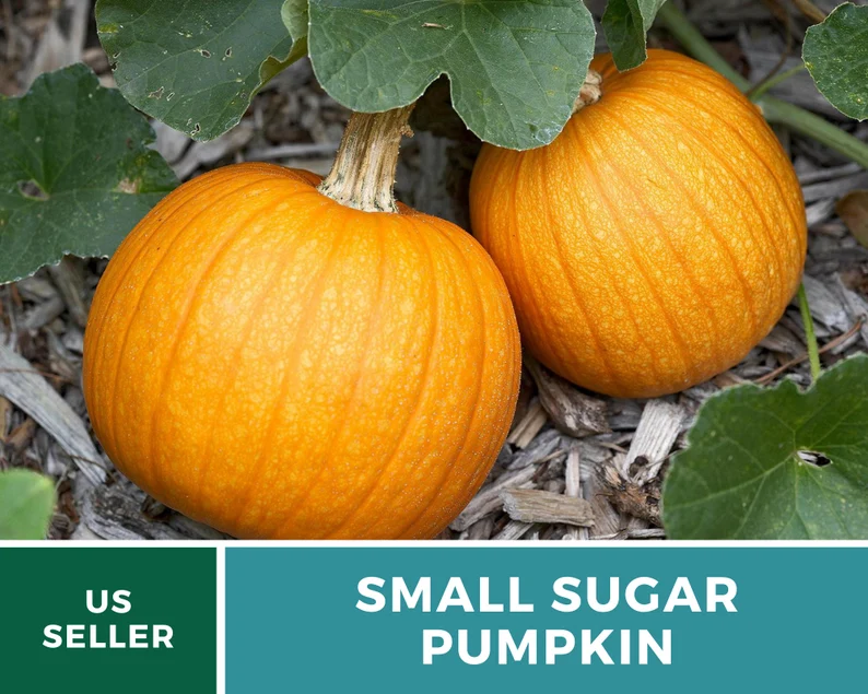 Small Sugar Pumpkin Seeds - Heirloom, Compact & Sweet, Non-GMO (15 Seeds) 