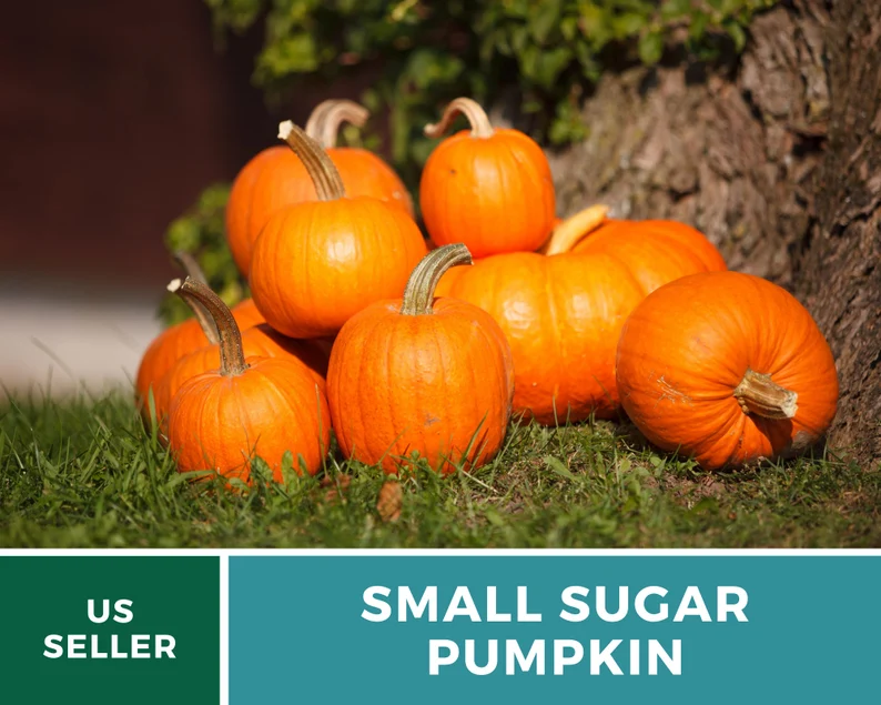 Small Sugar Pumpkin Seeds - Heirloom, Compact & Sweet, Non-GMO (15 Seeds) 