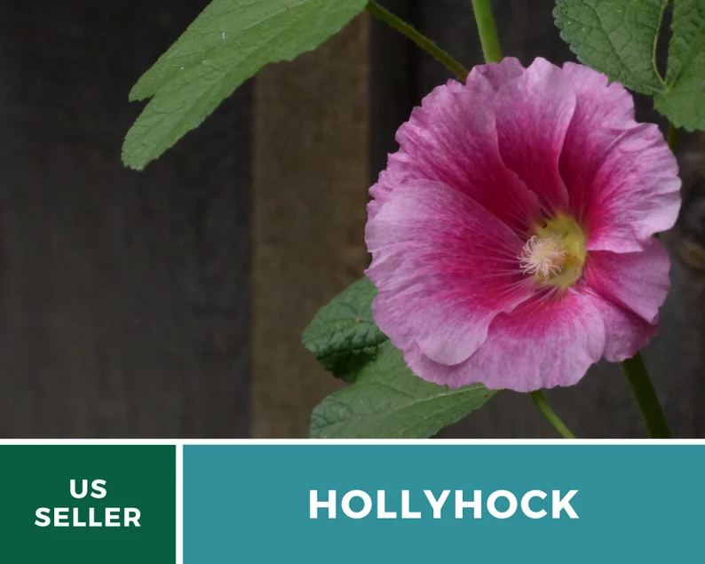 Pink Hollyhock Seeds – Heirloom Flower, Medicinal Herb, Tall Pink Blooms, Classic Cottage Garden Favorite | 25 Seeds 