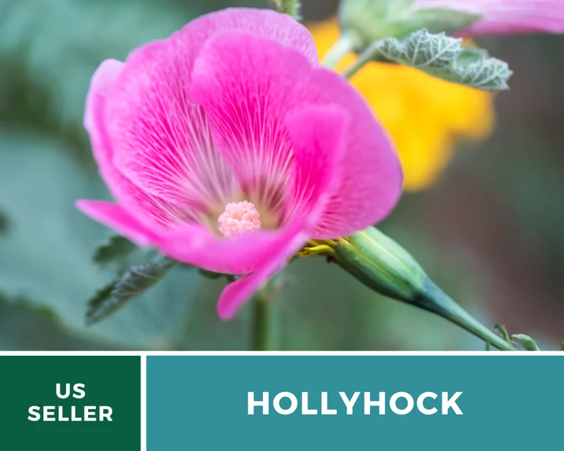 Pink Hollyhock Seeds – Heirloom Flower, Medicinal Herb, Tall Pink Blooms, Classic Cottage Garden Favorite | 25 Seeds 