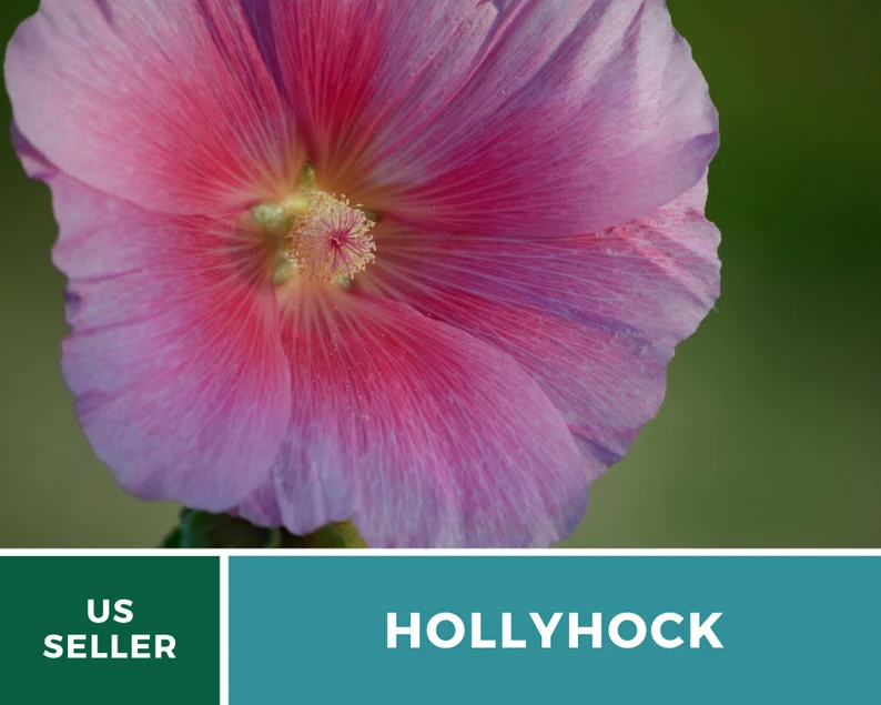 Pink Hollyhock Seeds – Heirloom Flower, Medicinal Herb, Tall Pink Blooms, Classic Cottage Garden Favorite | 25 Seeds 