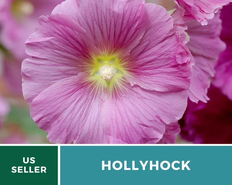 Pink Hollyhock Seeds – Heirloom Flower, Medicinal Herb, Tall Pink Blooms, Classic Cottage Garden Favorite | 25 Seeds 