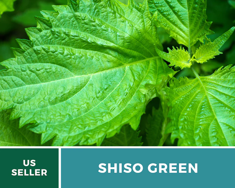 Green Shiso Seeds – Heirloom Herb, Asian Medicinal & Culinary Plant, Minty Flavor, Non-GMO, Garden Gift | 200 Seeds