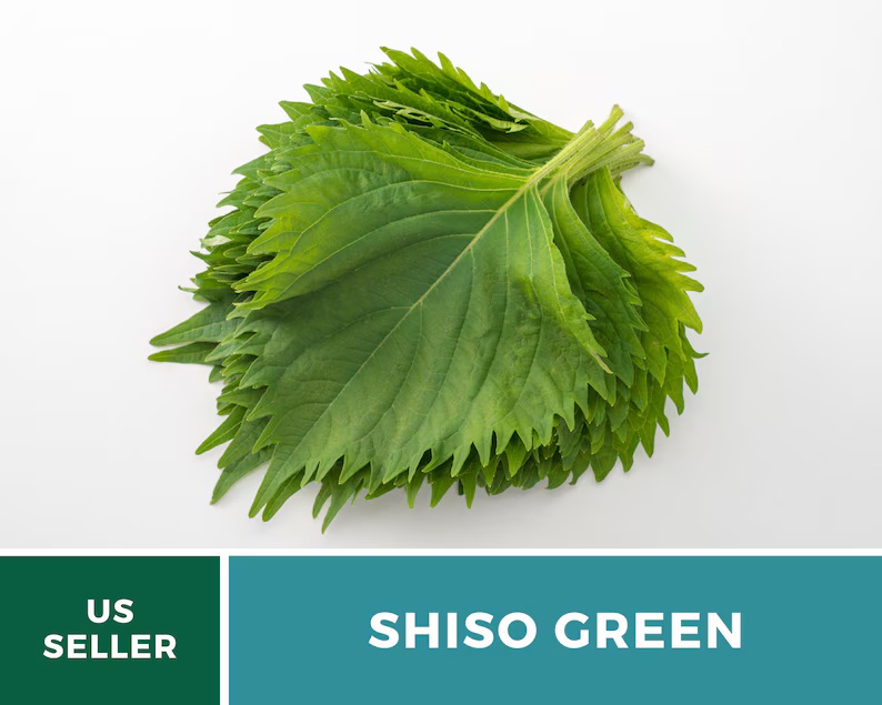 Green Shiso Seeds – Heirloom Herb, Asian Medicinal & Culinary Plant, Minty Flavor, Non-GMO, Garden Gift | 200 Seeds