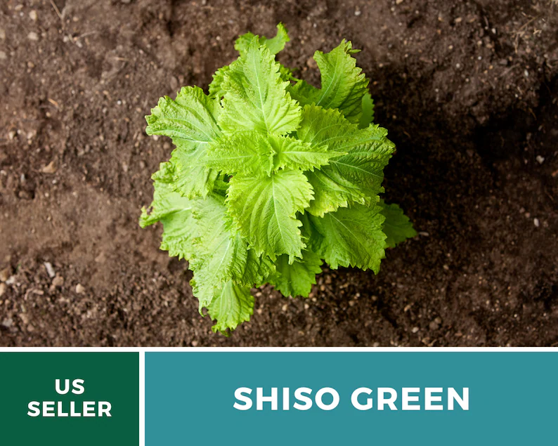 Green Shiso Seeds – Heirloom Herb, Asian Medicinal & Culinary Plant, Minty Flavor, Non-GMO, Garden Gift | 200 Seeds