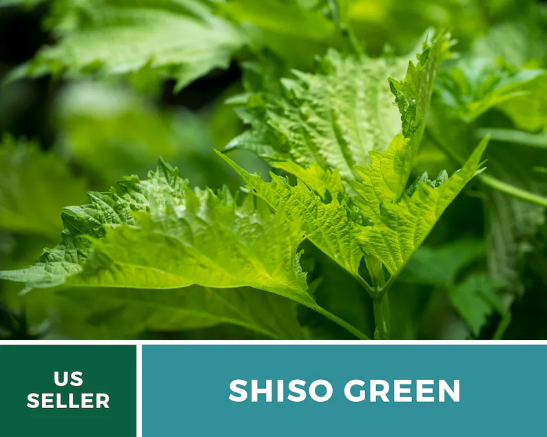 Green Shiso Seeds – Heirloom Herb, Asian Medicinal & Culinary Plant, Minty Flavor, Non-GMO, Garden Gift | 200 Seeds