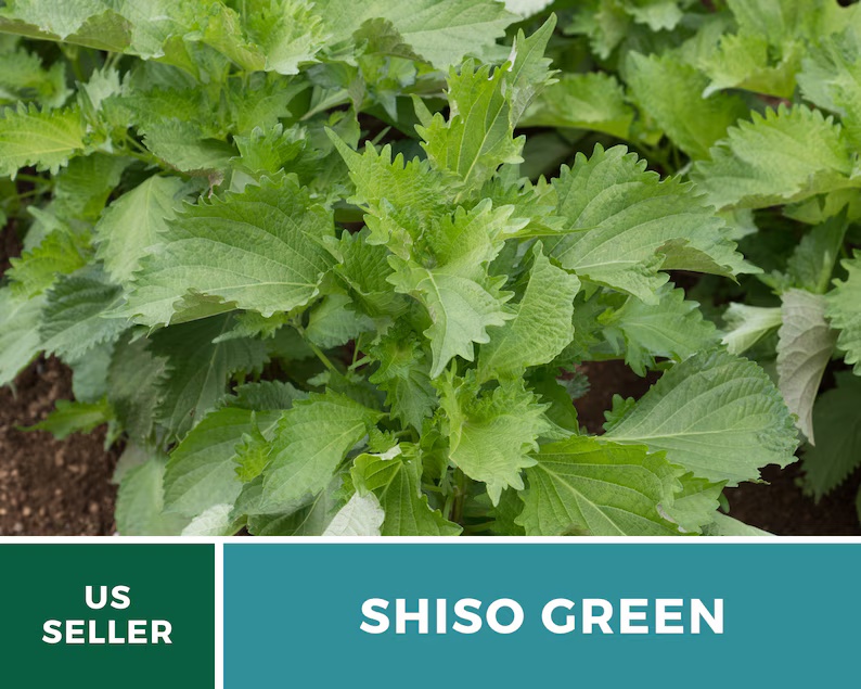 Green Shiso Seeds – Heirloom Herb, Asian Medicinal & Culinary Plant, Minty Flavor, Non-GMO, Garden Gift | 200 Seeds